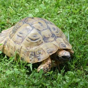 Herbert's Schildkröte